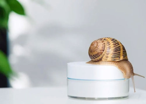 Schneckenschleim Creme: Wirkungen und Nutzen
